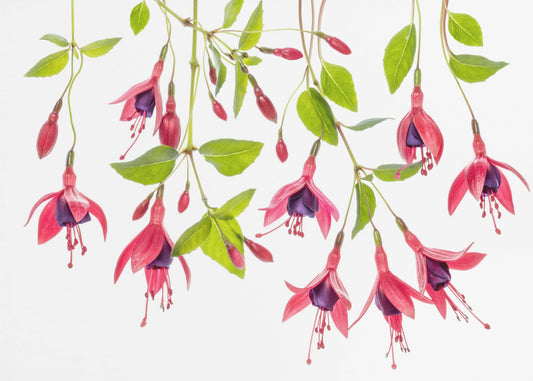 ~ Fuchsia ~ | Poster