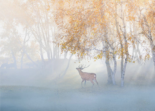 Elanden verdwaald in de mist | Achtergrond