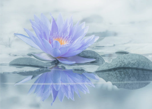 Reflection | Canvas