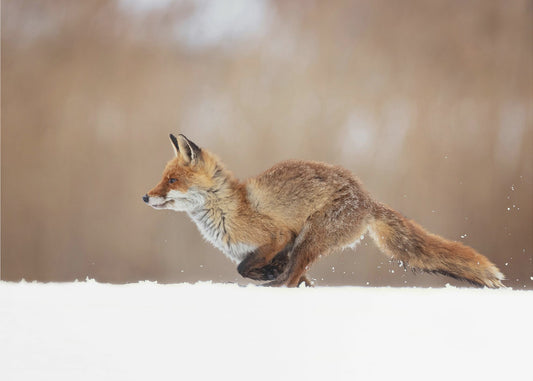 Red Fox | Canvas