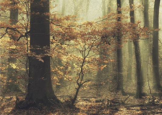 Zachte herfst | Behang