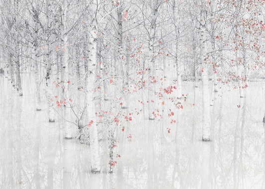 Rood &amp; wit | Canvas