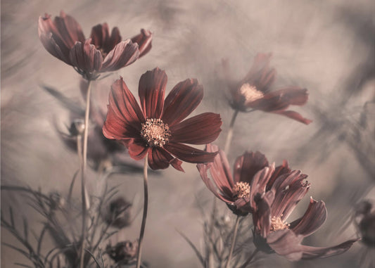 Cosmos 2019 | Achtergrond