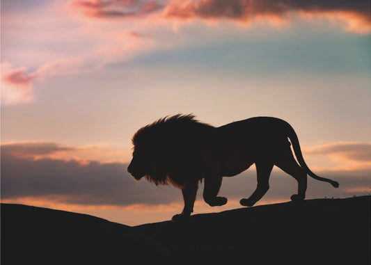Zonsondergang in de Serengeti | Poster