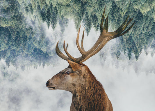 The Deer and the woods | Poster