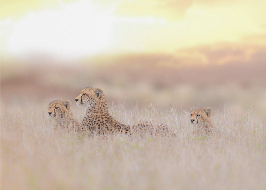 Cheetahfamilie | Canvas