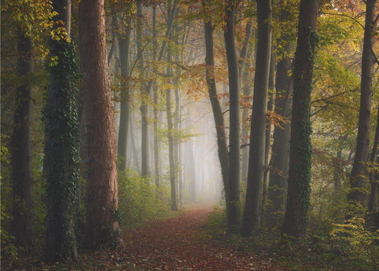 Autumn colorful forest | Poster