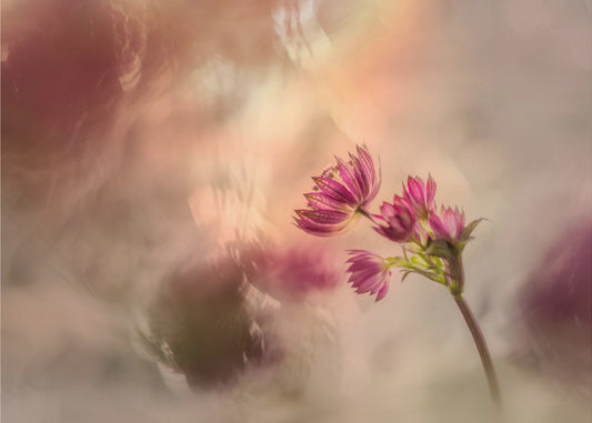 Soft and light | Canvas