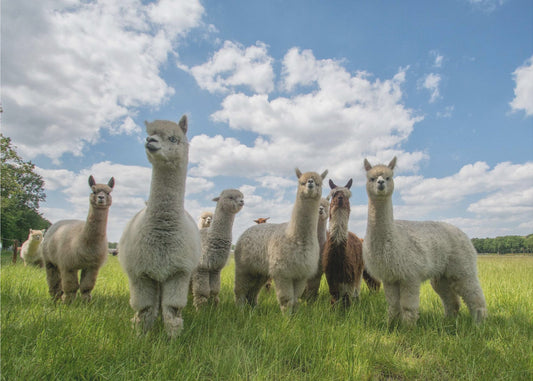 Stuur de Alpaca's op! | Canvas