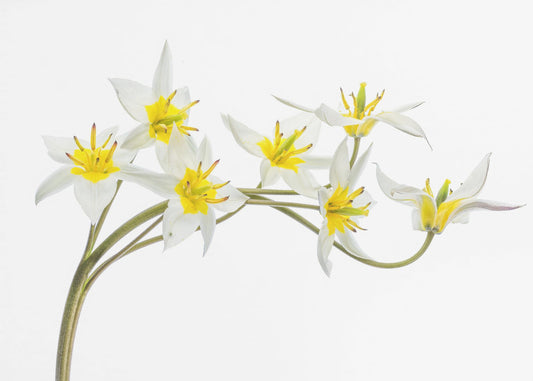 Tulp Tarda | Canvas