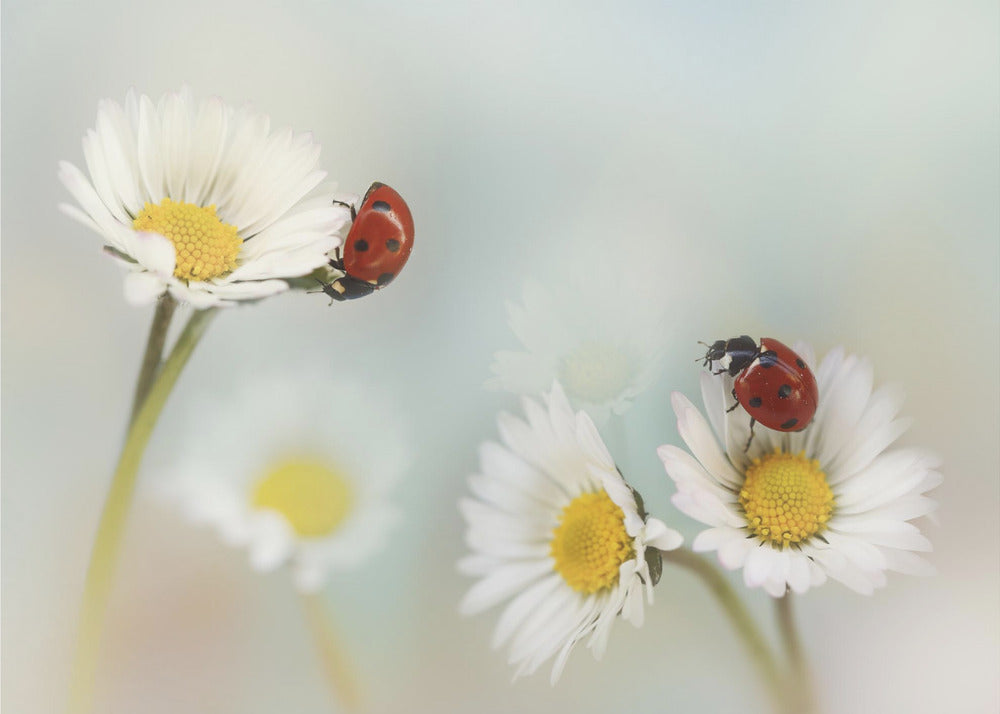 Lente.... | Poster
