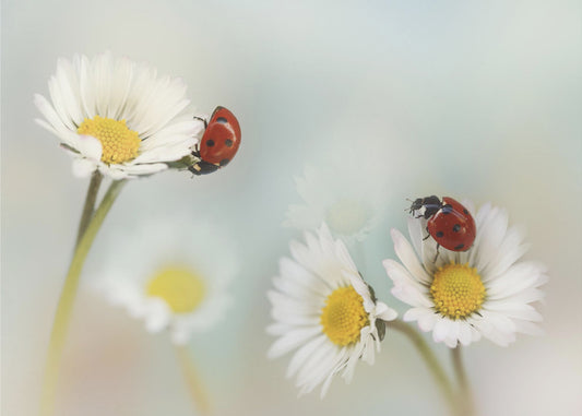 Lente.... | Behang