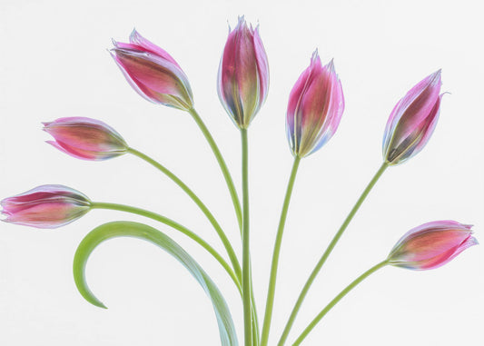 Tulp | Canvas