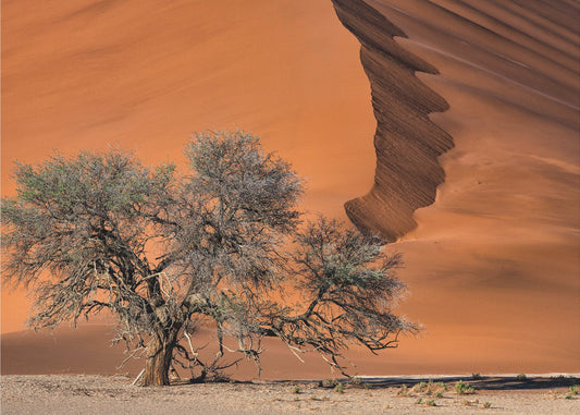 Acacia in de woestijn | Behang