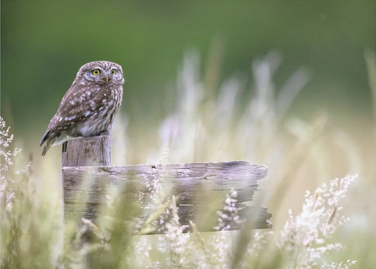 Kleine uil | Behang