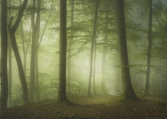 Mysterieuze lentemorgen | Behang