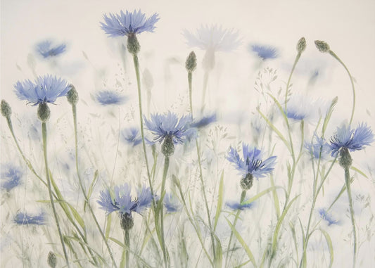 Korenbloemen | Canvas