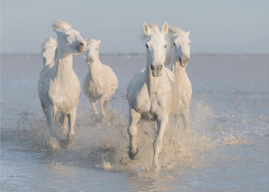 paarden | Behang