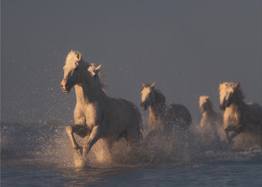 paarden in zonsonderganglicht | Poster