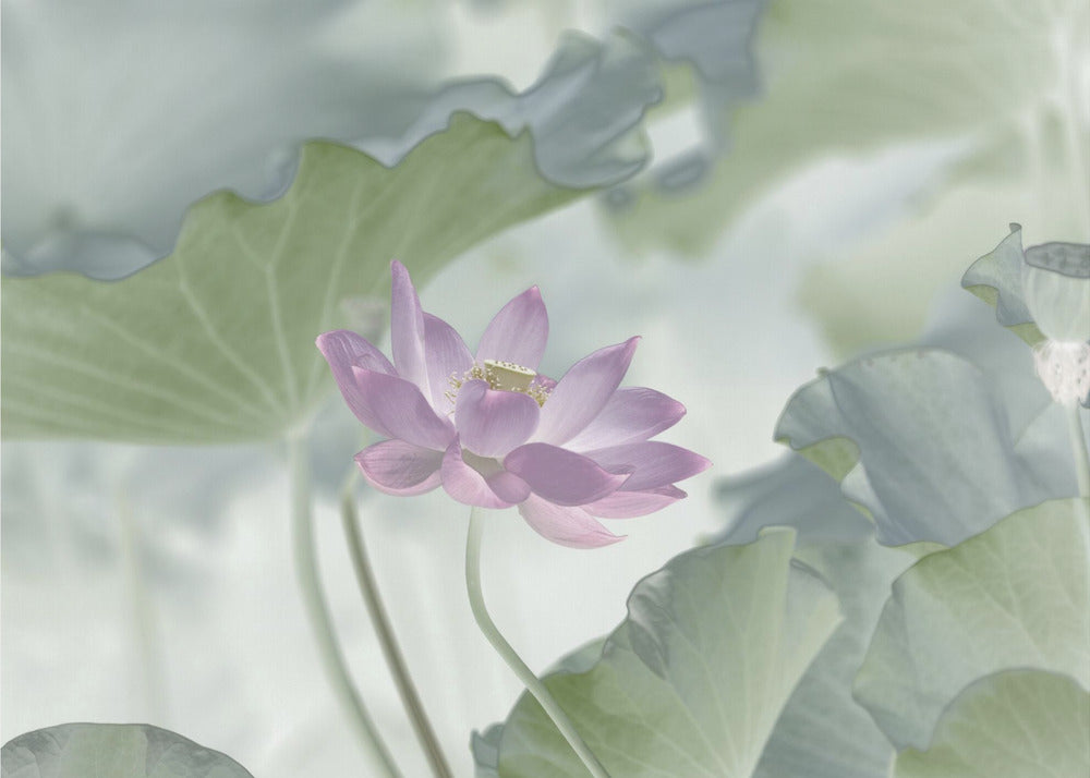 Lotus | Canvas