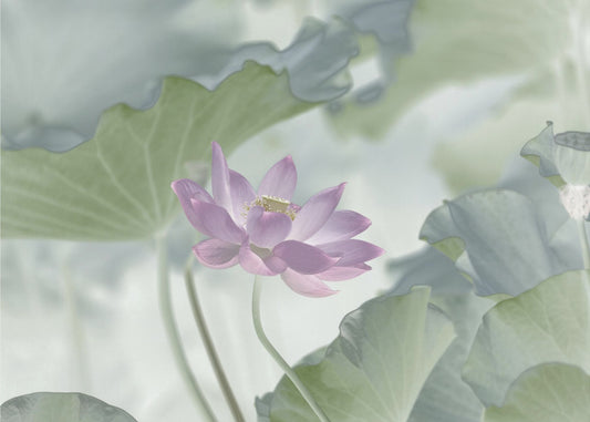 Lotus | Canvas