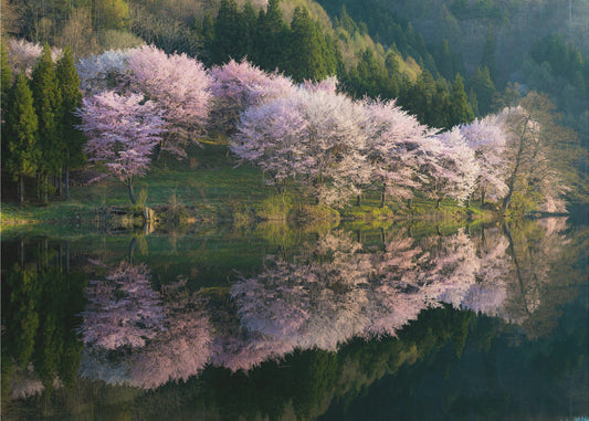 Sakura | Wallpaper