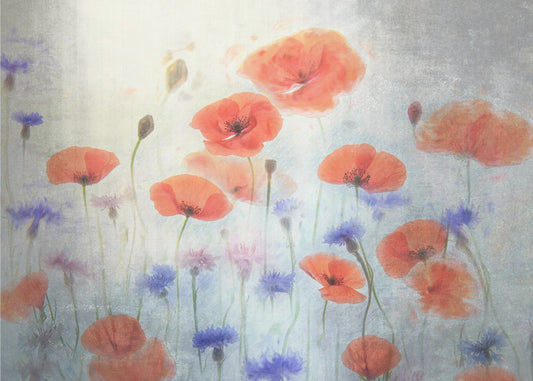 Klaproos | Canvas