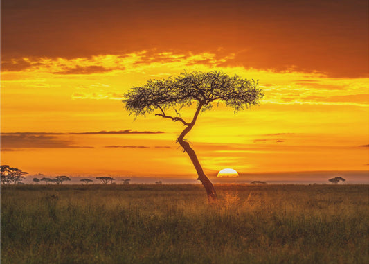 Oer-Afrika | Poster