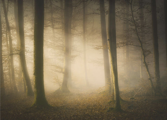 November Fluisteringen | Achtergrond