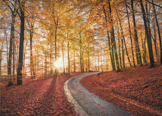 Road in Söderåsen nationalpark, Sweden | Poster