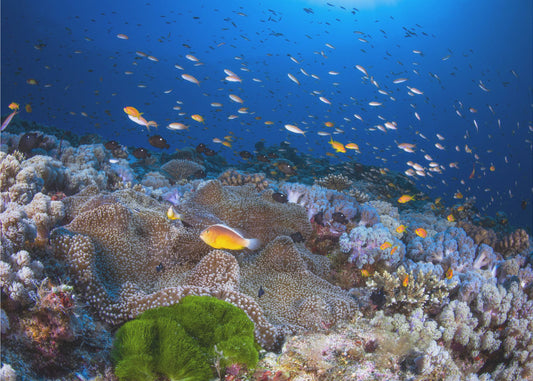 Anemon en Anthias | Canvas