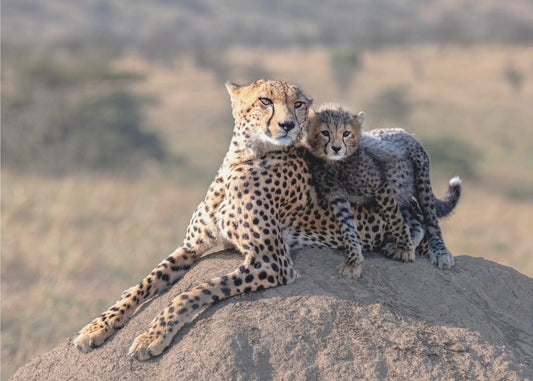 Cheetah en kopje! | Poster