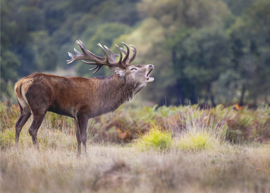 The scream of the deer | Poster