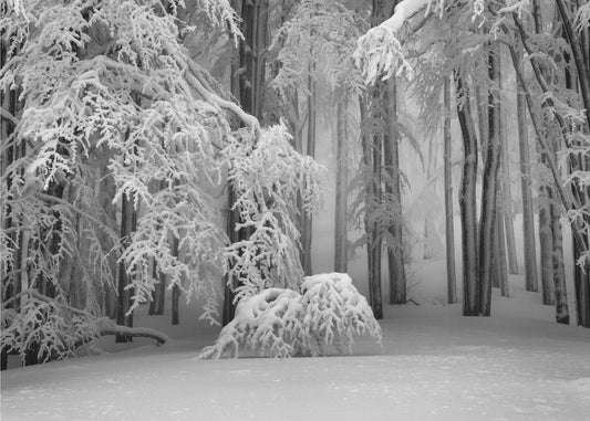 Perfecte winter | Canvas