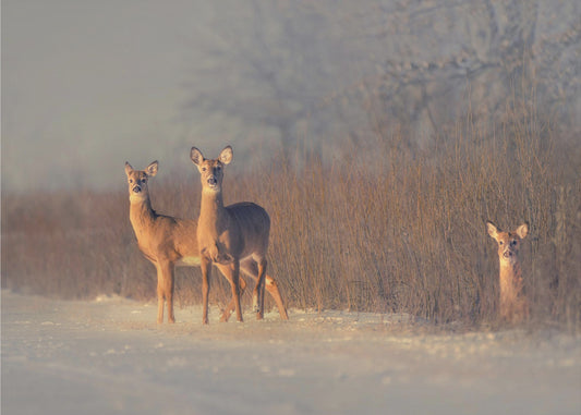 Drie Herten | Behang
