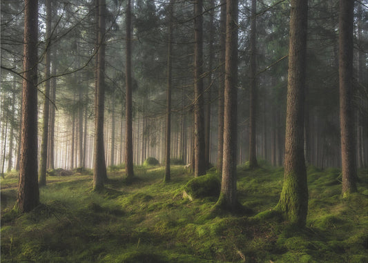 Een gevoel van lente | Behang