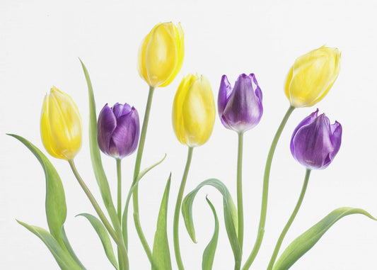Tulp | Canvas