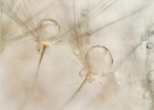 Aquarellen | Canvas