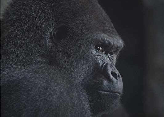 gorilla-blik | Achtergrond