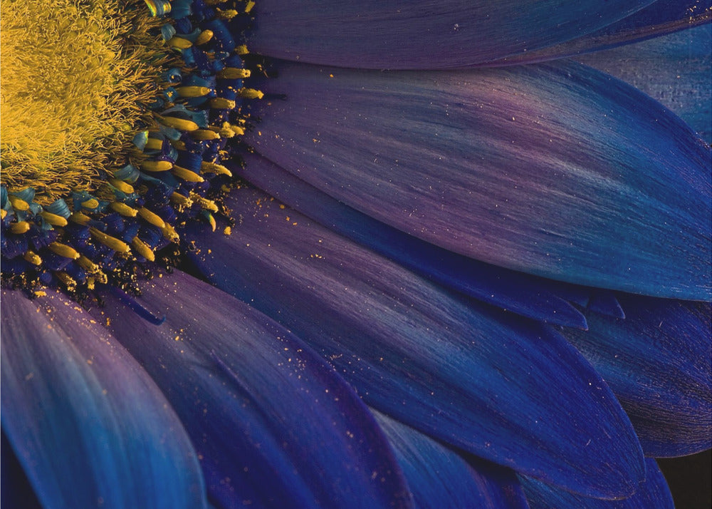 Blauwe stralen | Canvas