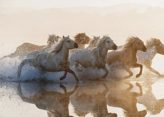 Paarden | Poster