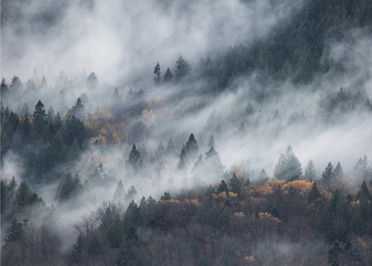 Een pad van de mist | Canvas