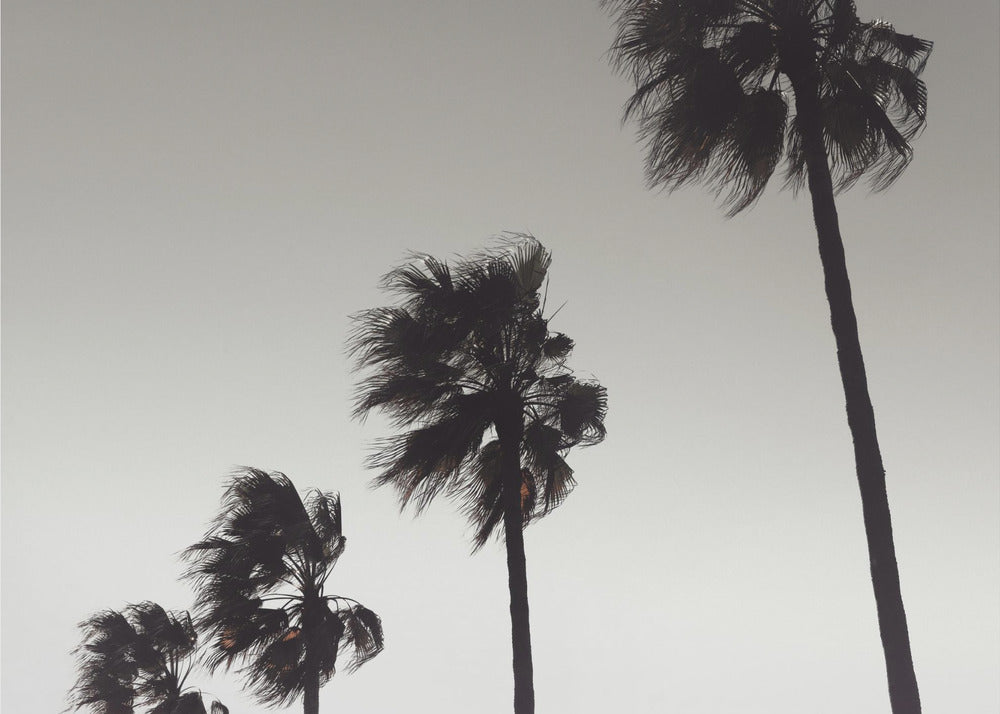 Palm_004 | Achtergrond