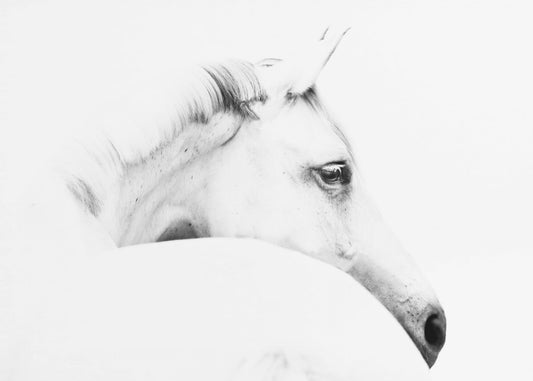 paard en minimalisme | Poster
