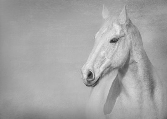 Het grijze paard | Canvas