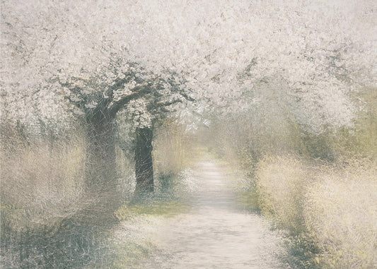Kersenbloesem | Canvas