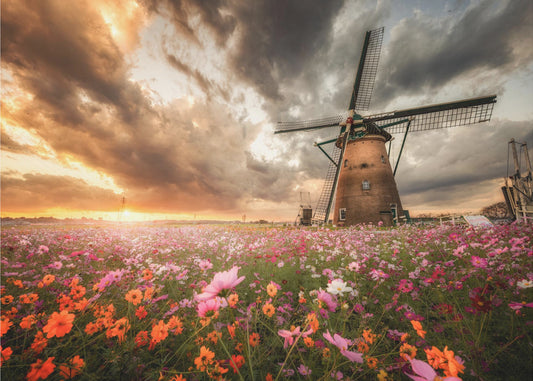 Prachtige bloemenwereld | Achtergrond