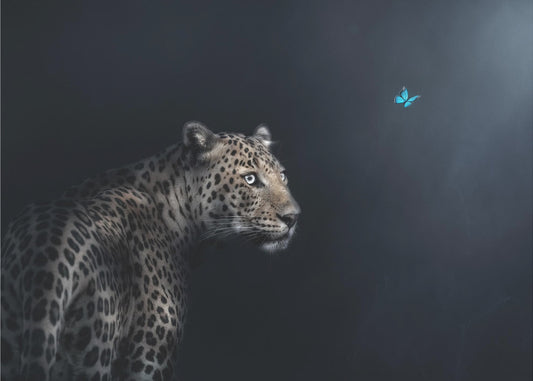 Verbeelding | Canvas