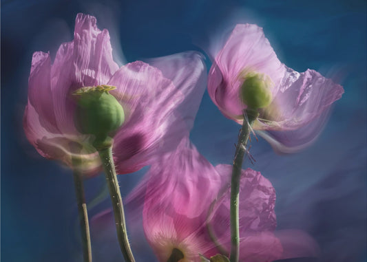 Poppies by the wayside | Canvas