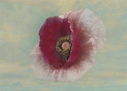 Bourgondische Bonnet | Canvas